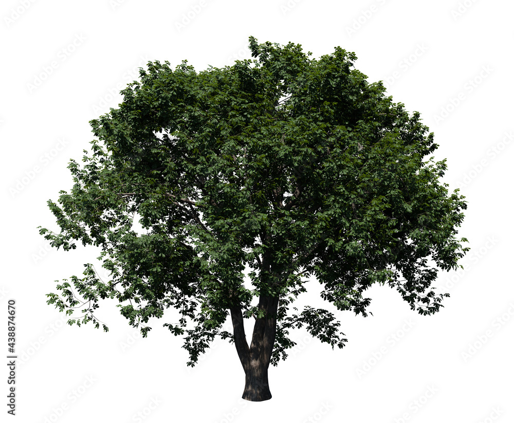 Fototapeta premium Chestnut tree 3D render isolated on white background
