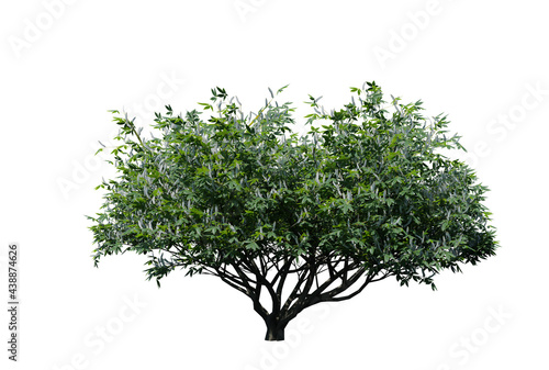 Buckeye tree 3D render isolated on white background