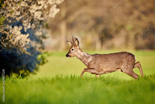 Roe deer male on a field in spring season ( Capreolus capreolus ). European roe 
