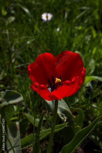 Amazing red tulip(Tulipa) flowers blooming against a background of green grass. Spring blur background with bright tulips.side view