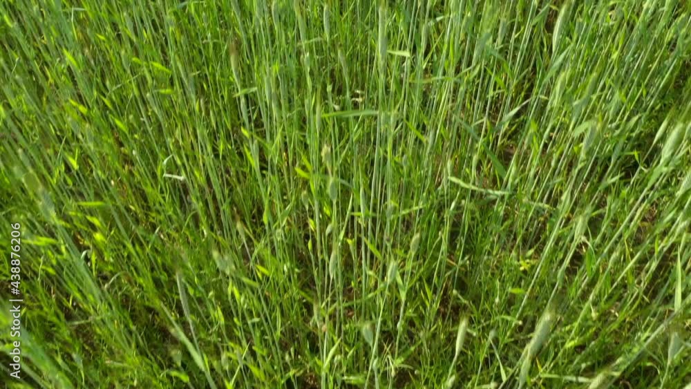 Light green wheat field textured close-up. Light green wheat field textured close-up.