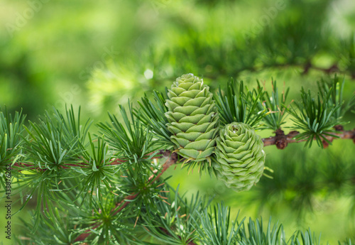  Larch tree branches with new green cones close up. 