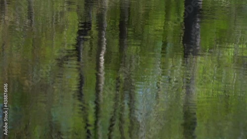 Tree trunks reflecting in a slow moving river
