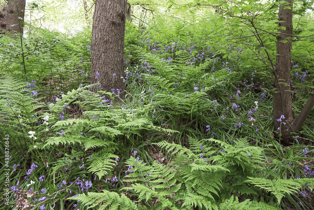 Obraz premium New ferns in springtime in woodland Solleveld