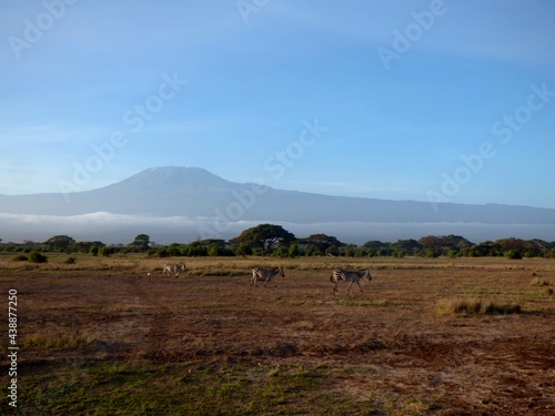 Kenya, afrique : zèbres en marche devant le Kilimandjaro