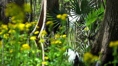 Yellow flowers the forest 