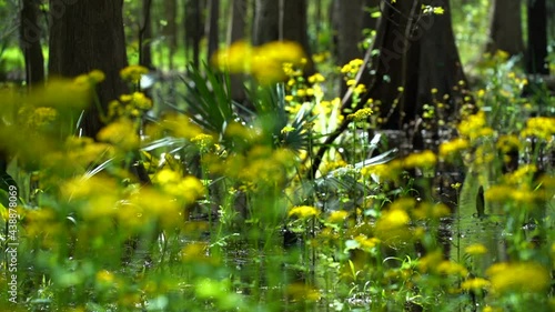 yellow flower with the forest behind it