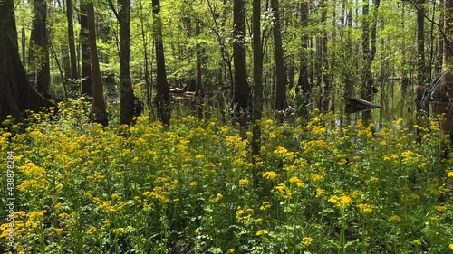Yellow flowers in the forest with trees reflecting in the water