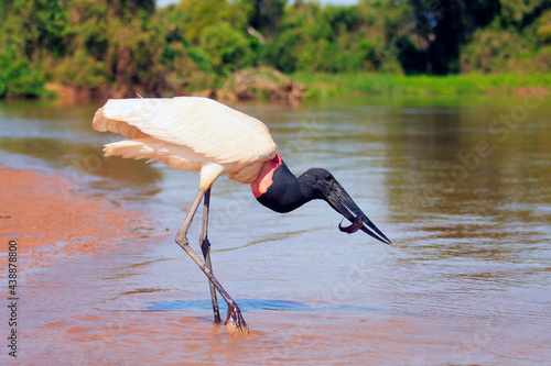 Tuiuiu Pantanal