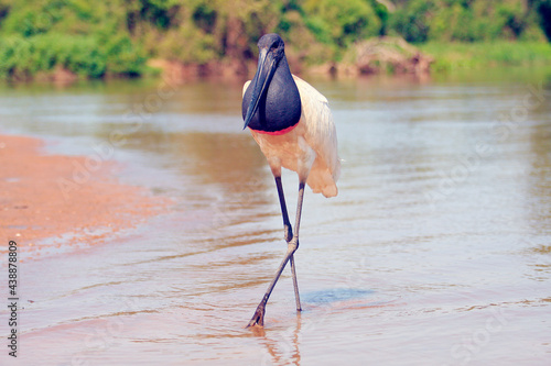 Tuiuiu Pantanal photo
