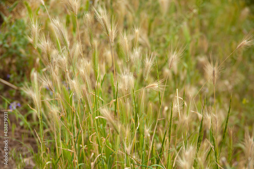 grass in the green field