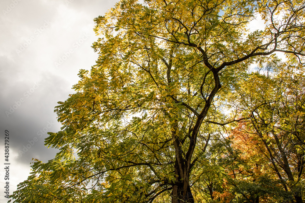 Naklejka premium trees in autumn