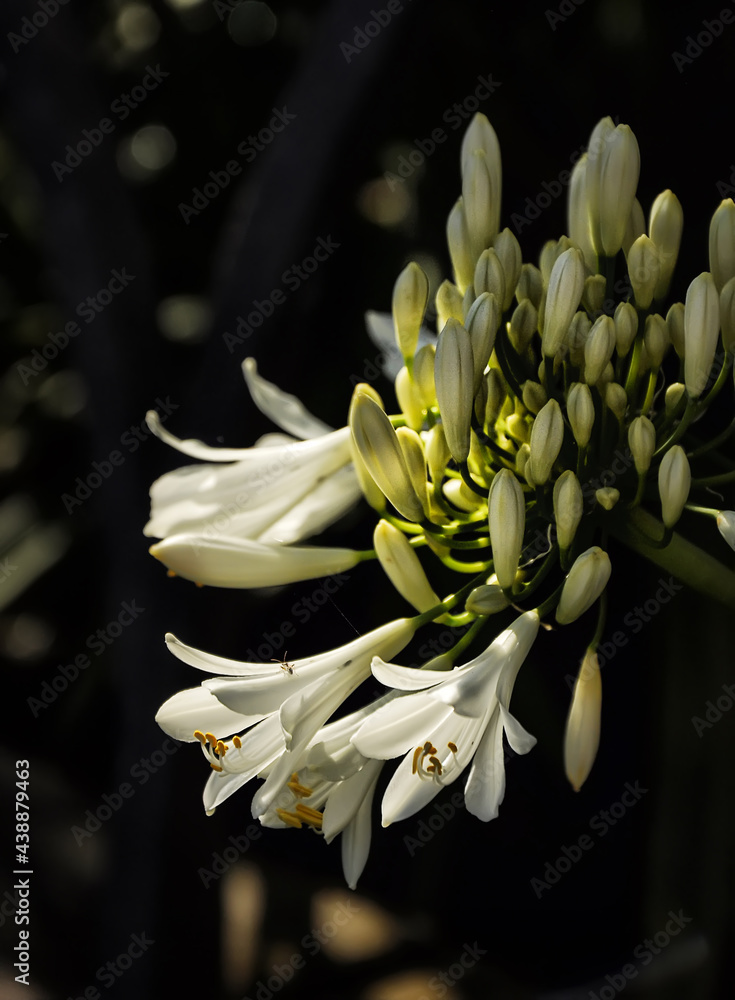 Obraz premium White aican lily