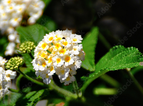 Lantana, genus of dicotyledonous flowering plants, vervain family.