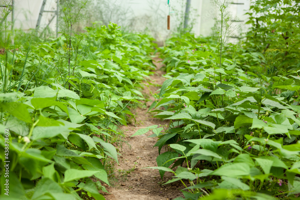 green bean bushes in greenhouse