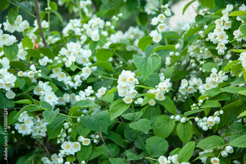white flower in bush
