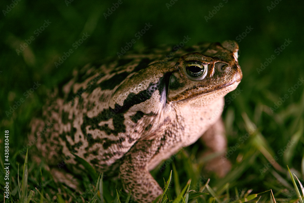Rhinella marina (formerly called Bufo marinus), known as Rhinella marina (formerly called Bufo marinus), known as