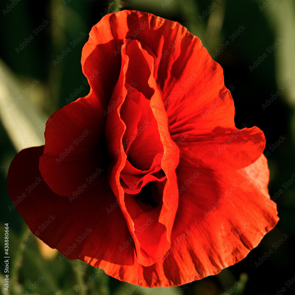 Closeup of red poppy flower head. Delicate flower in the shape of vagina.