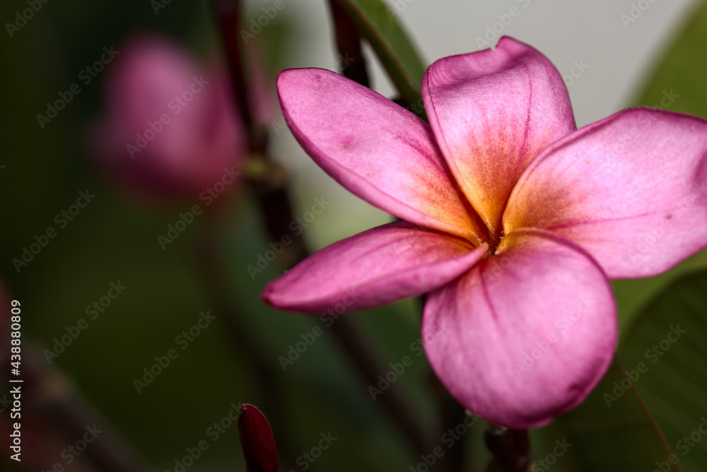 Plumeria rubra is a charming tree, its exotic appearance and fragrant