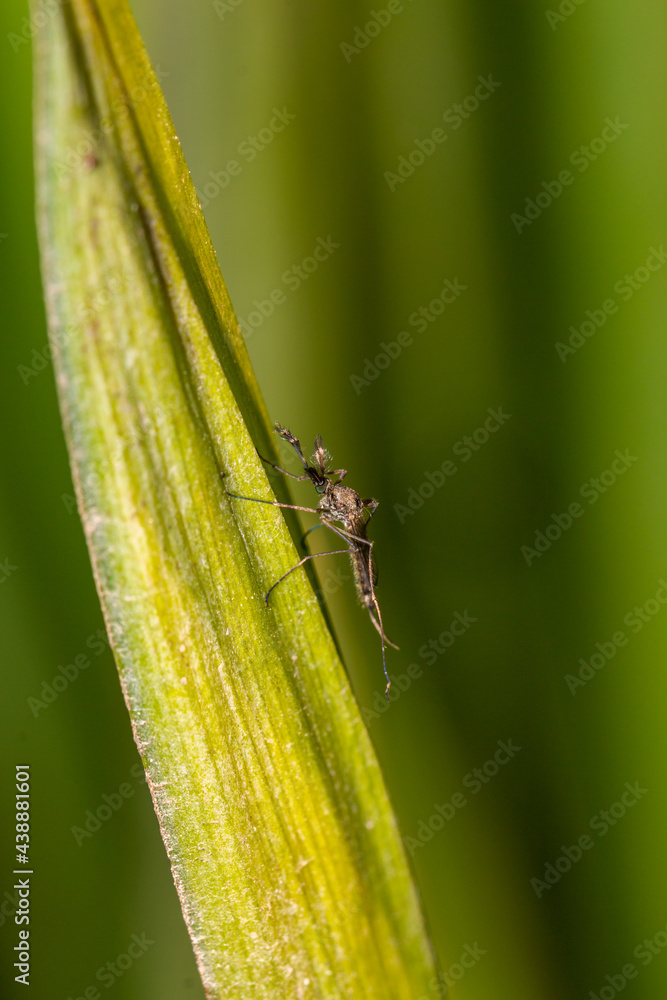 Inland Floodwater Mosquito Or Tomguito Aedes Vexans Blood Sucking   1000 F 438881601 J4MQjXNZ7SPNSIxCxfx82KFJmqgqxCn6 