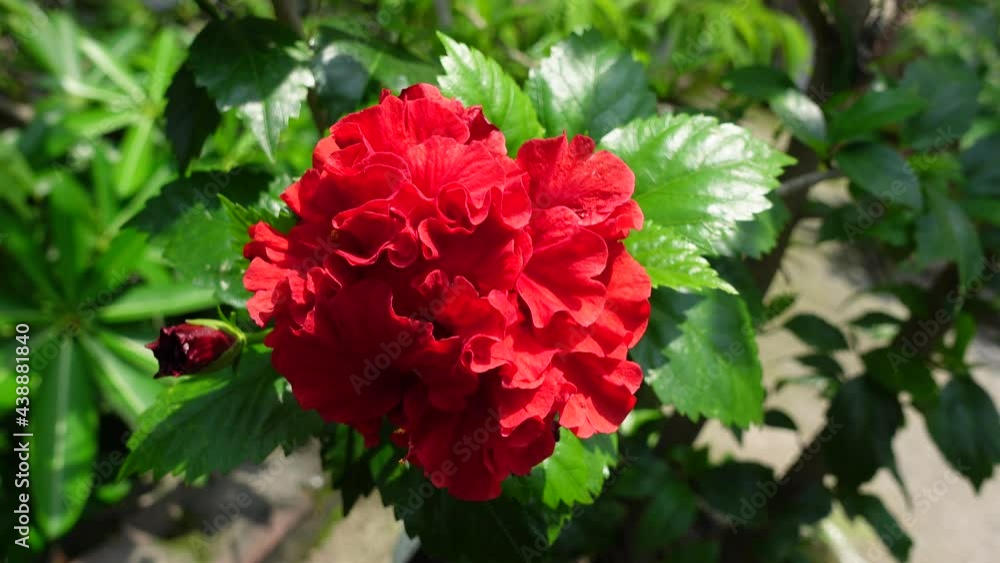 Blooming a red tropical hibiscus (Hibiscus Rosa-Sinensis Carnation) flower in green leaf background. Concepts of red-green color plant background. 4k video. Blooming a red tropical hibiscus (Hibiscus Rosa-Sinensis Carnation) flower in green leaf background. Concepts of red-green color plant background. 4k video.