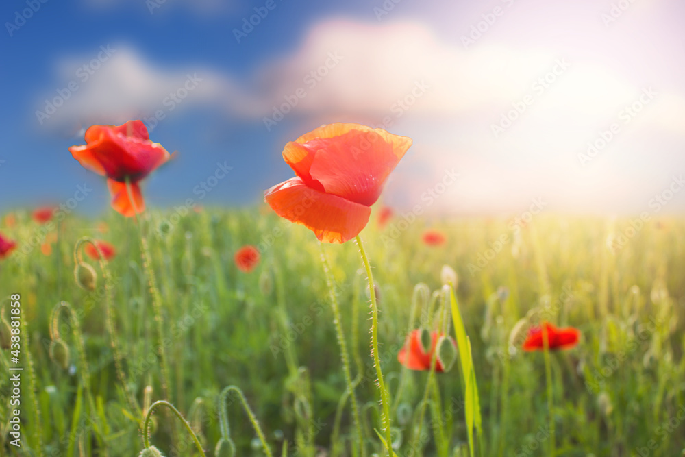 Field of red poppies at sunset.Beautiful wallpaper Field of red poppies at sunset.Beautiful wallpaper