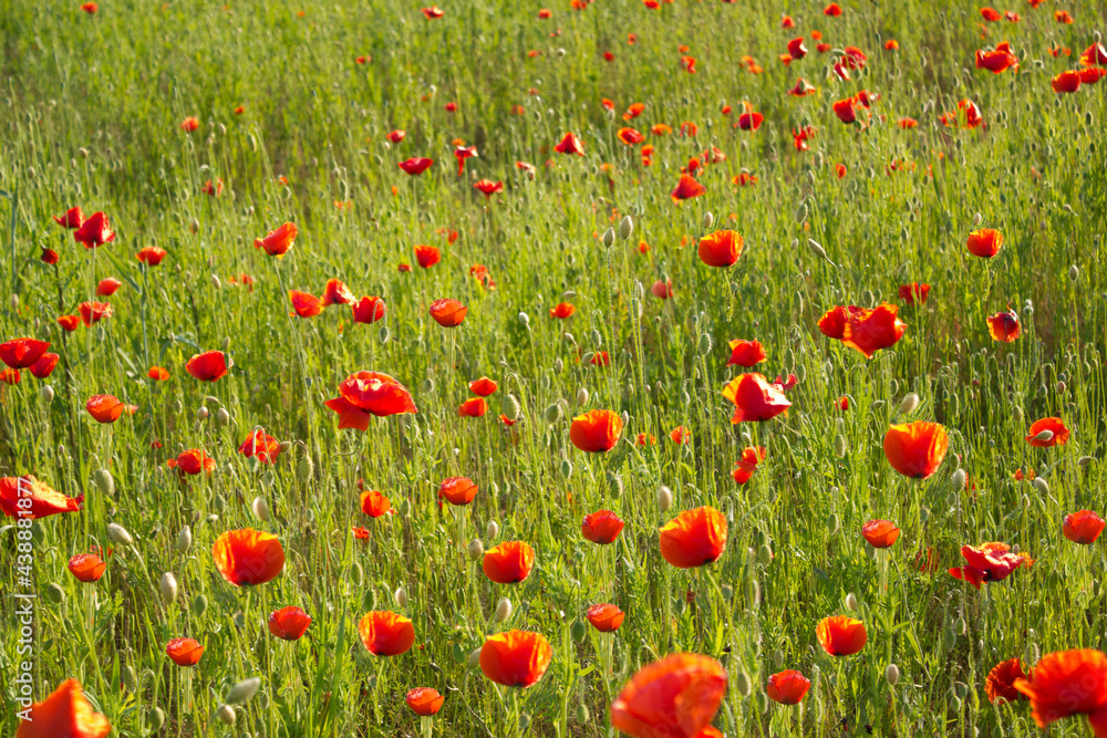 Field of red poppies close up. Beautiful background.