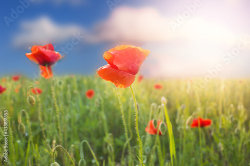 Field of red poppies at sunset.Beautiful wallpaper