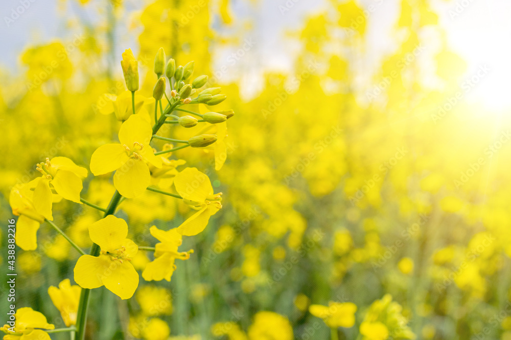 Canola field. Rapeseed plant, colza rapeseed for green energy. Yellow rape flower for healthy food oil on field. Springtime golden flowering.