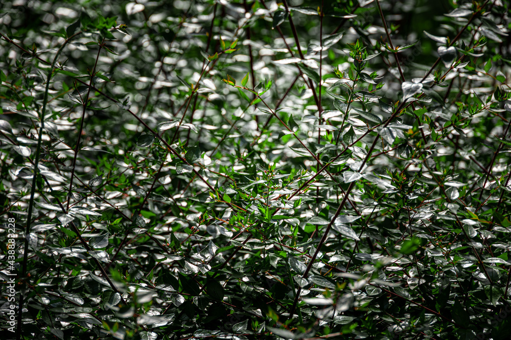 green bush in the sun creating an interesting summer abstract background green bush in the sun creating an interesting summer abstract background