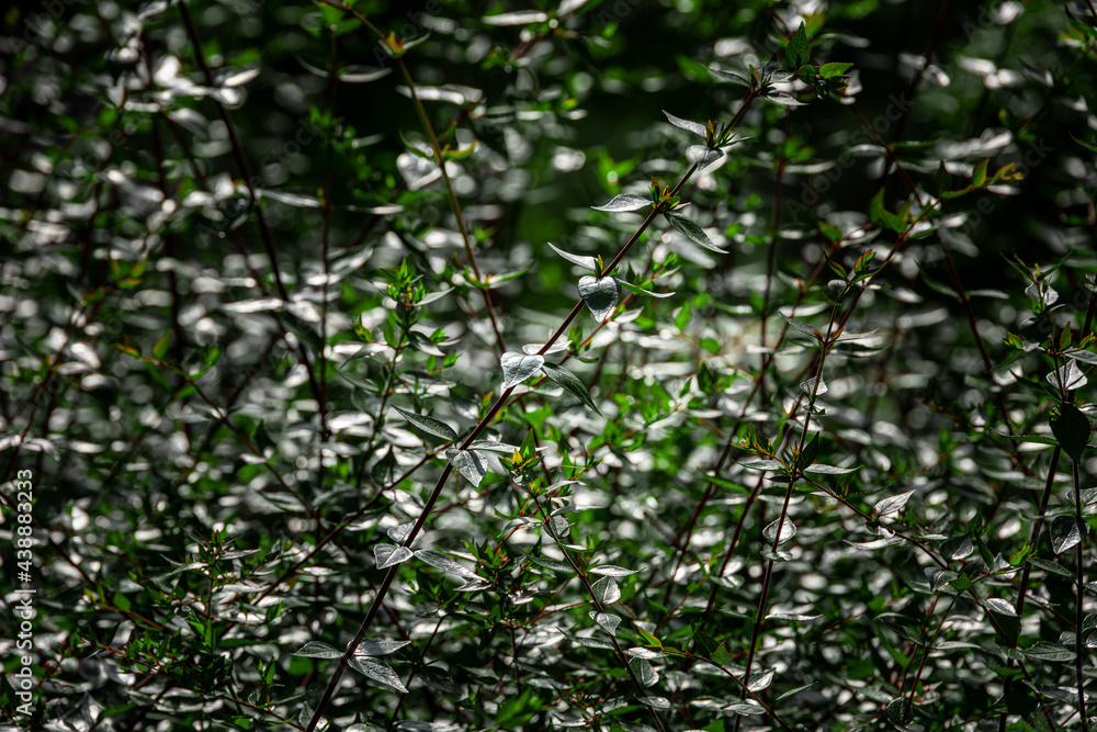 green bush in the sun creating an interesting summer abstract background green bush in the sun creating an interesting summer abstract background