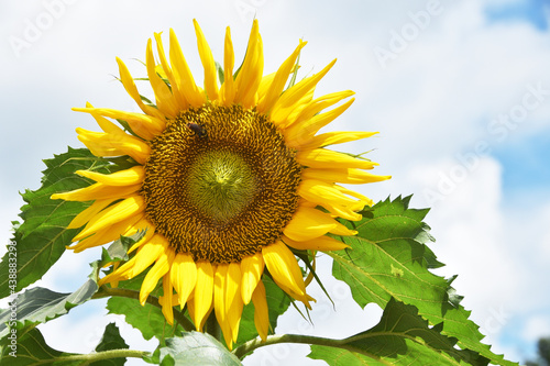 Bee on Sunflower