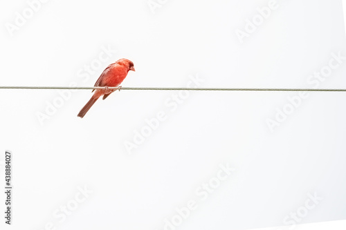 A cardinal watches over his territory.