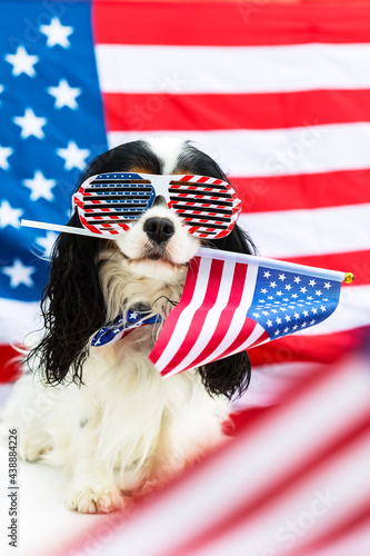 Dog in glasses holds American flag in his teeth against flag