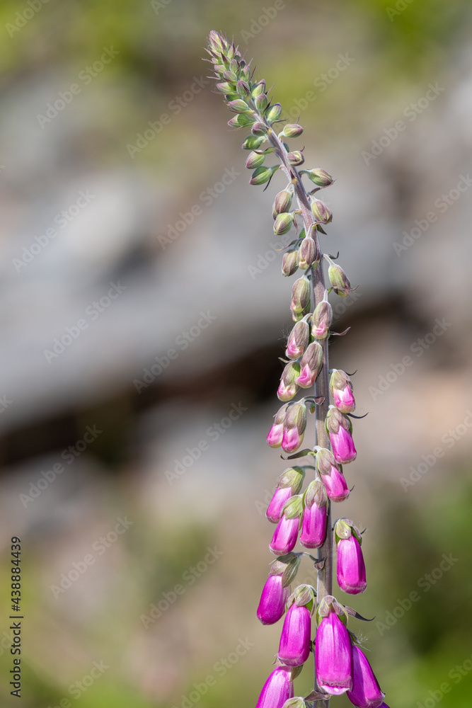 Close up of a common foxglove (digitalis purpurea) flower in bloom Close up of a common foxglove (digitalis purpurea) flower in bloom