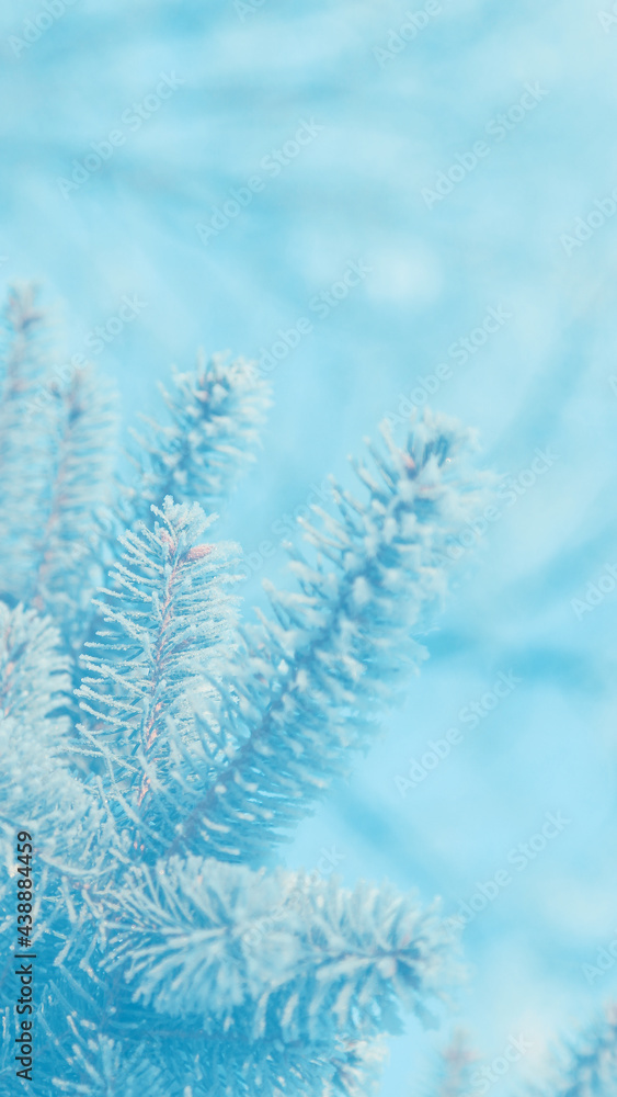 Winter beauty. A fir tree branch covered in snow on light blue blurred background. Selective focus.