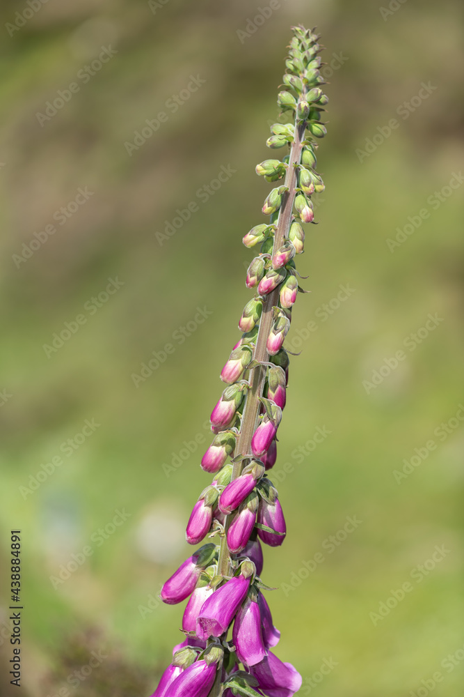 Close up of a common foxglove (digitalis purpurea) flower in bloom Close up of a common foxglove (digitalis purpurea) flower in bloom