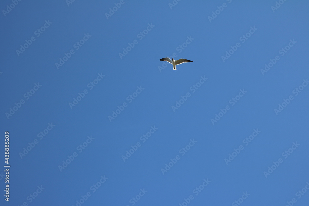 bird in a blue cloudless sky