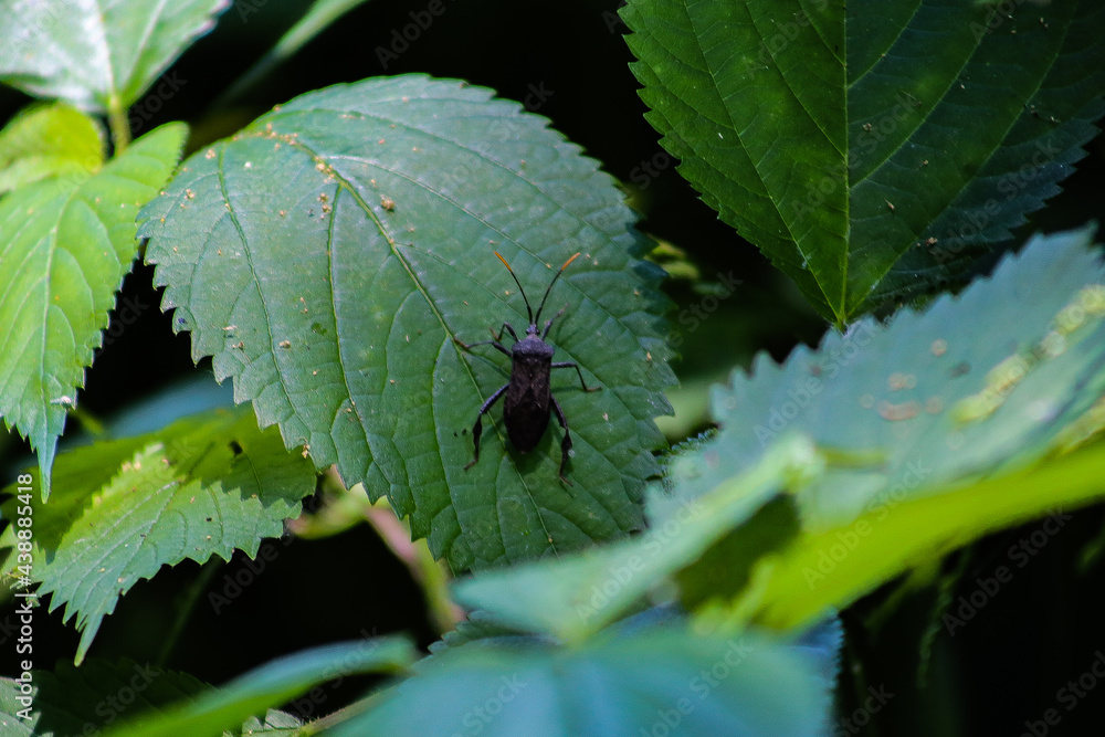 The Stinkbug The Stinkbug
