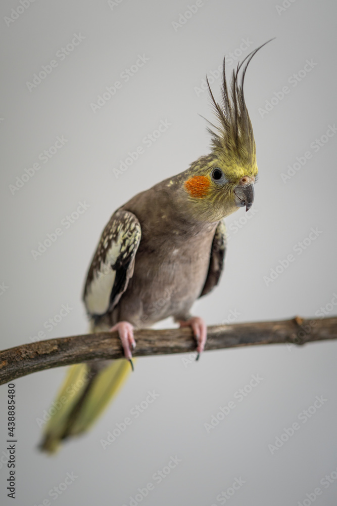 Full Body Shot of Cockatiel Parrot Isolated against Grey Background. Full Body Shot of Cockatiel Parrot Isolated against Grey Background.