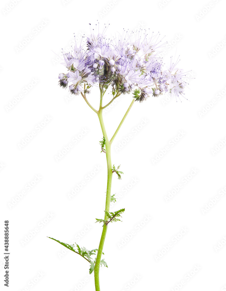 Naklejka premium Detail of Phacelia tanacetifolia flower in high resolution on white background. Important plant for bees and honey production.
