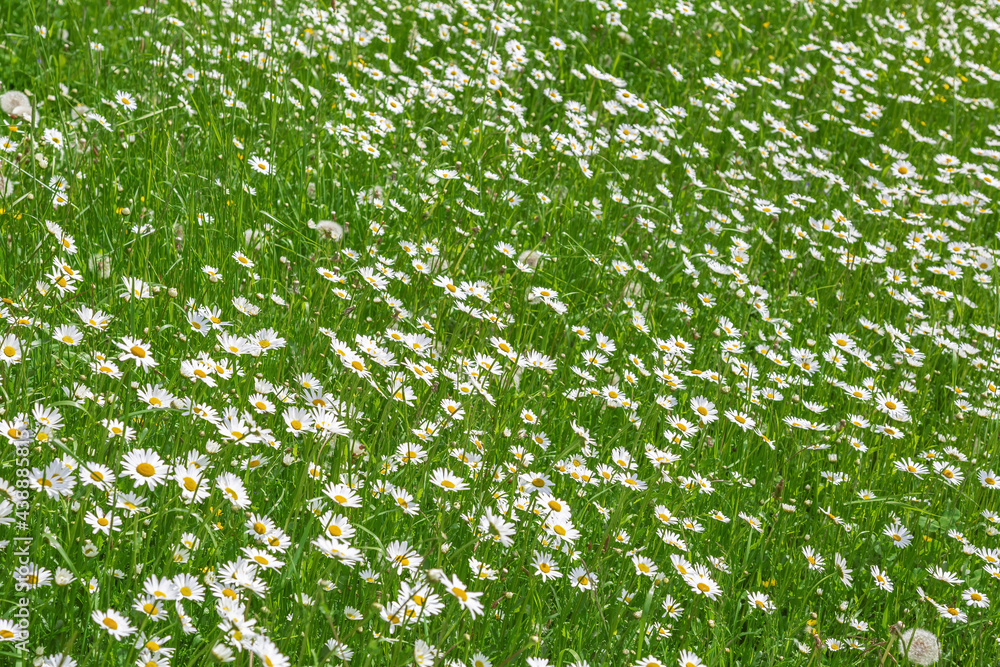 Bright meadow flowers bloom in a summer field on a sunny day