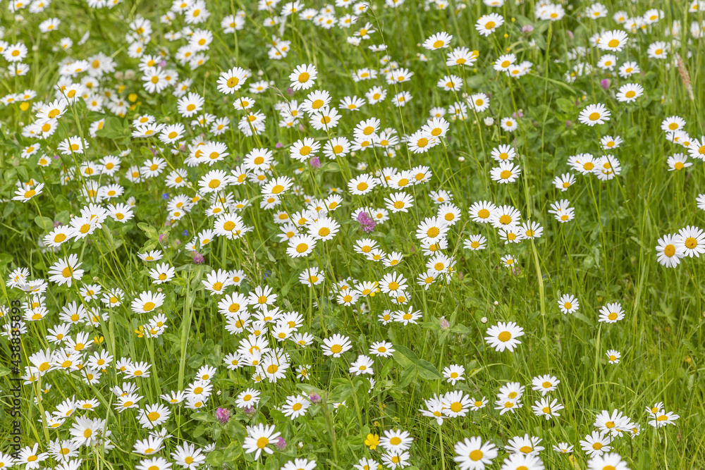 Bright meadow flowers bloom in a summer field on a sunny day