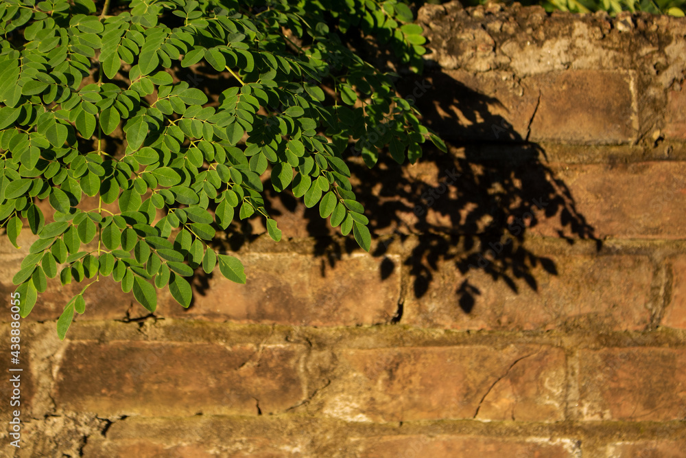 Fresh Green Moringa leaves. The old brick walls are covered with green leaves. It can be a beautiful background. Fresh Green Moringa leaves. The old brick walls are covered with green leaves. It can be a beautiful background.