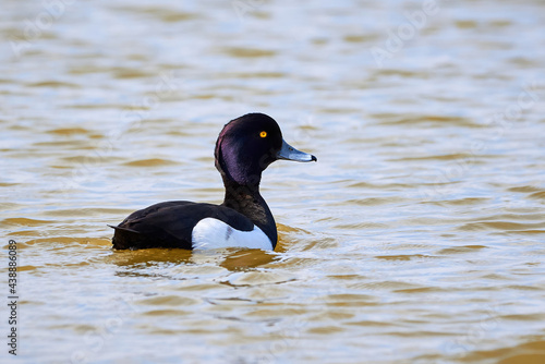 Tufted Duck in a pond, male duck ( Aythya fuligula )	