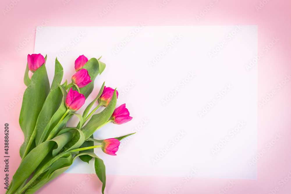 Różowe, kwitnące tulipany na białym i różowym tle - obrazy, fototapety, plakaty 