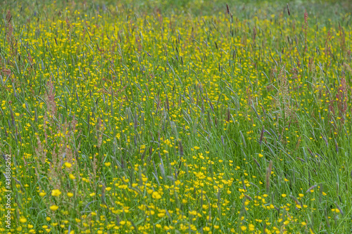 Bright meadow flowers bloom in a summer field on a sunny day