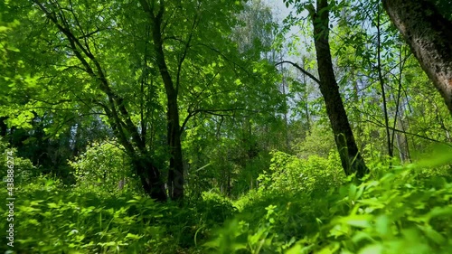 Wallpaper Mural Walk among green trees on a summer day Torontodigital.ca