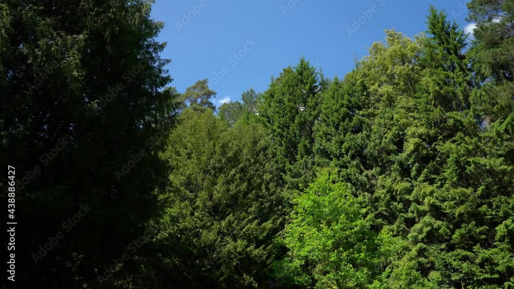 Look up at the trees on a summer day Look up at the trees on a summer day