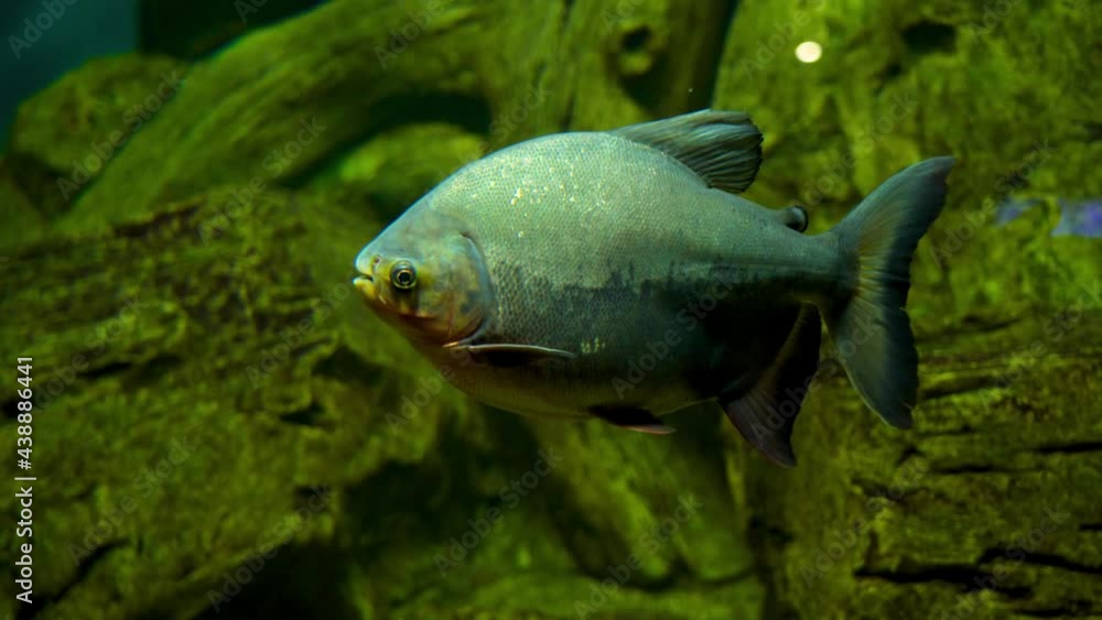 Carnivorous river red-bellied Amazonian piranha Carnivorous river red-bellied Amazonian piranha